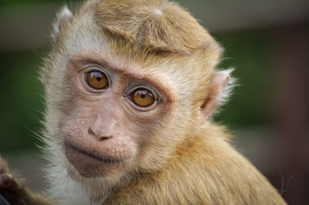 monkey, eyes, animal-4788331.jpg